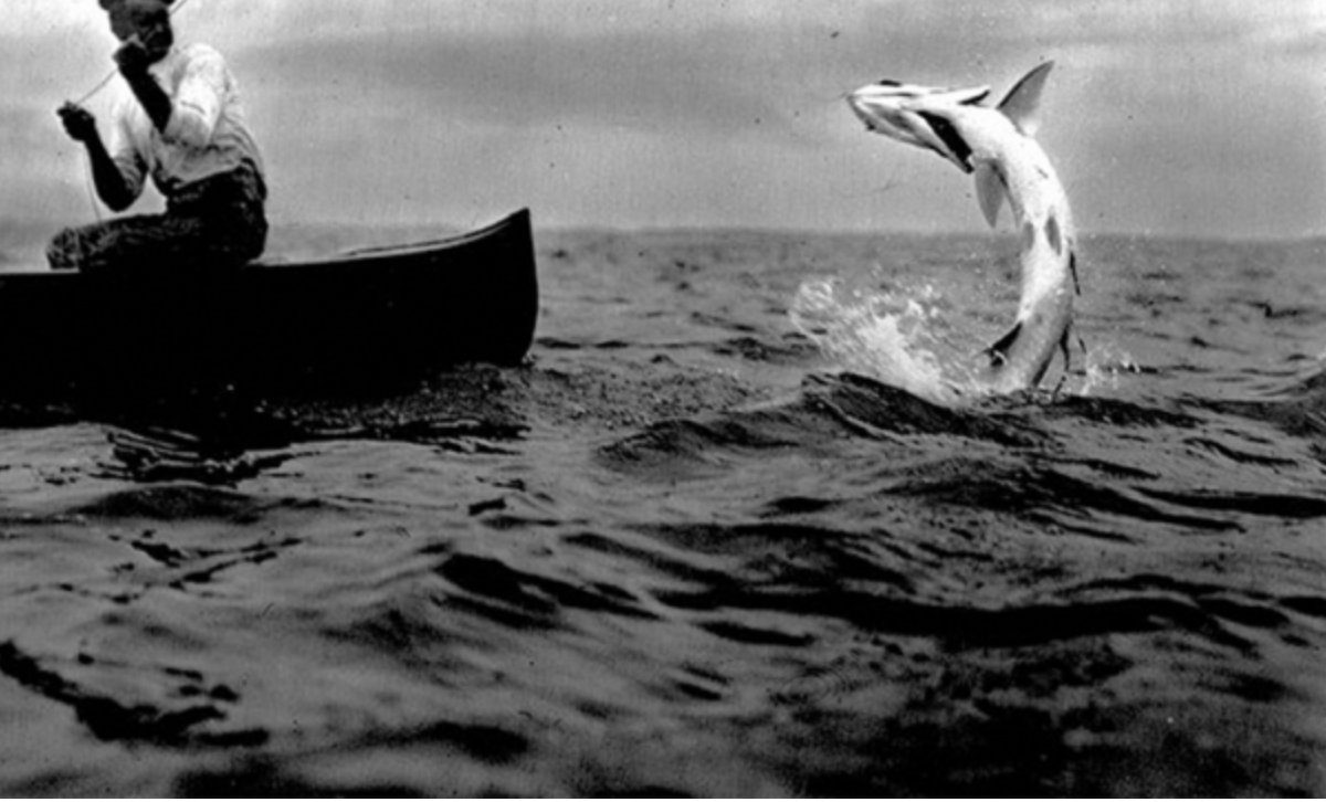 A tarpon jumping beside an angler in a canoe, early 1900s